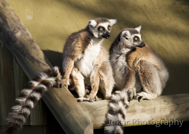 Mogo Zoo_20061021_109.jpg - Banded lemurs, Mogo Zoo NSW